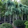 Ceder Als Boom (Cedrus Deodara 'Feelin Blue') -Directplant Winkel 20101212152550 3