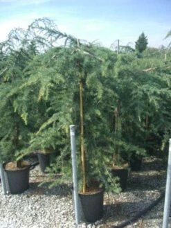 Treurceder (Cedrus Deodara 'Pendula') -Directplant Winkel 20101212154242 13