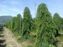 Treurceder (Cedrus Deodara 'Pendula') -Directplant Winkel 20101212154305 13 1