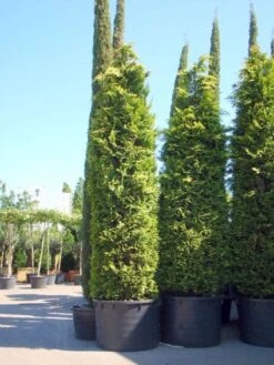 Gele Haagconifeer (Chamaecyparis Lawsoniana 'Ivonne') -Directplant Winkel 20101212171752 10 2