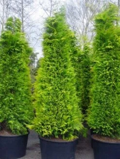 Gele Haagconifeer (Chamaecyparis Lawsoniana 'Stardust') -Directplant Winkel 20101212172706 7
