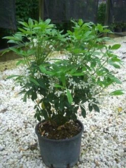 Choisya (Choisya Ternata) -Directplant Winkel 20101213090655 6 1