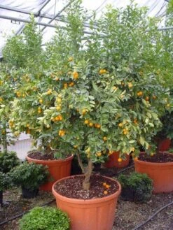 Kumquat (Citrus Kumquat) -Directplant Winkel 20101213091756 7