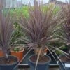 Cordyline (Cordyline Australis 'Atropurpurea') -Directplant Winkel 20101213093508 8 1