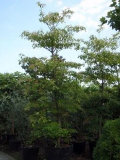 Reuzenkornoelje (Cornus Controversa) -Directplant Winkel 20101213094526 11