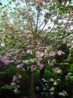 Amerikaanse Kornoelje (Cornus Florida 'Rubra') -Directplant Winkel 20101213094837 7 1