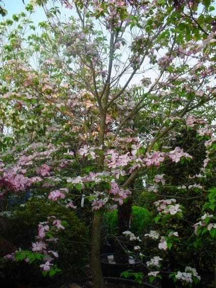 Amerikaanse Kornoelje (Cornus Florida 'Rubra') 7 Amerikaanse Kornoelje (Cornus Florida 'Rubra') - Afbeelding 5