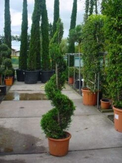 Leylandcipres Als Spiraal (Cupressocyparis Leylandii 'Castlewellan Gold' ) -Directplant Winkel 20101213111139 9