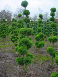Cupressocyparis Als Bonsai (Cupressocyparis Leylandii 'Gold Rider') -Directplant Winkel 20101213115003 2