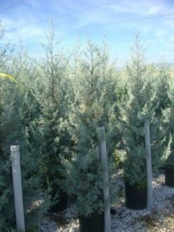 Cipres (Cupressus Arizonica 'Glauca') -Directplant Winkel 20101213122927 13 1