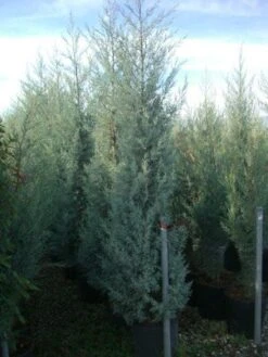 Cipres (Cupressus Arizonica 'Glauca') -Directplant Winkel 20101213122945 13 1