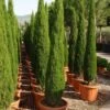 Italiaanse Cipres (Cupressus Sempervirens 'Green Pillar') -Directplant Winkel 20101213132559 1