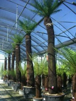 Grote Boomvaren (Dicksonia Antarctica) -Directplant Winkel 20101213133314 11 1 1