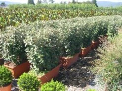 Olijfwilg Meeneemhaag (Elaeagnus Ebbingei)