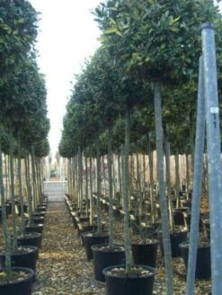 Olijfwilg Als Boom (Elaeagnus Pungens 'Maculata') -Directplant Winkel 20101213143756 2