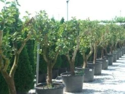 Kaki (Diospyros Kaki) -Directplant Winkel 20101213150225 8 1