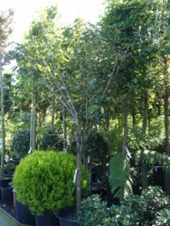 Kaki (Diospyros Kaki) -Directplant Winkel 20101213150233 8 1