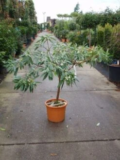Papierstruik (Edgeworthia Chrysantha) -Directplant Winkel 20101213150651 3