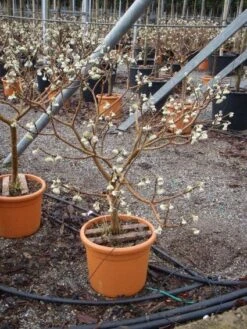 Papierstruik (Edgeworthia Chrysantha) -Directplant Winkel 20101213150658 3