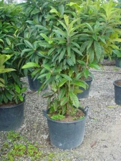 Japanse Mispel (Eriobotrya Japonica) -Directplant Winkel 20101213154503 7