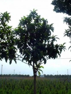 Japanse Mispel Als Boom (Eriobotrya Japonica) -Directplant Winkel 20101213155422 6