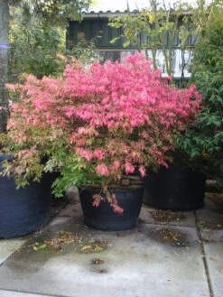 Kardinaalshoed (Euonymus Alatus) -Directplant Winkel 20101213160900 55 11 1