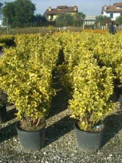 Kardinaalshoed (Euonymus Alatus) -Directplant Winkel 20101213162221 10