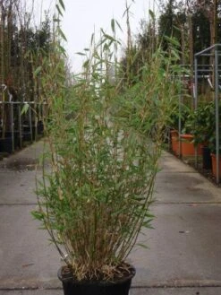 Niet Woekerende Bamboe (Fargesia Murieliae 'Bimbo') -Directplant Winkel 20101215104356 4 1