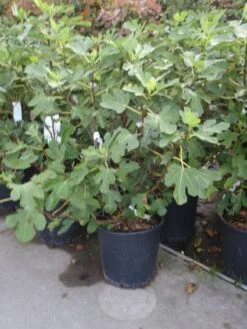 Vijg (Ficus Carica) -Directplant Winkel 20101215105937 10 2