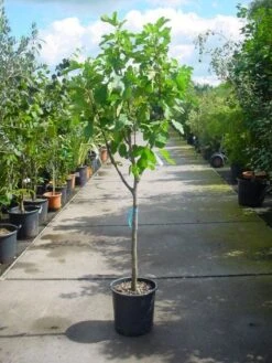 Vijg Op Stam (Ficus Carica) -Directplant Winkel 20101215110043 8