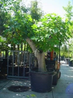 Vijg Als Solitair (Ficus Carica) -Directplant Winkel 20101215111635 7 1