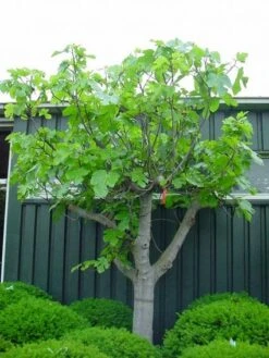 Vijg Als Solitair (Ficus Carica) -Directplant Winkel 20101215111658 7 1