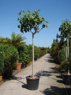 Vijgenboom (Ficus Carica) -Directplant Winkel 20101215112153 7 2