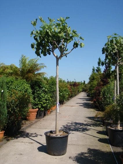 Vijgenboom (Ficus Carica) 5 Vijgenboom (Ficus Carica) - Afbeelding 3