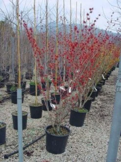 Toverhazelaar (Hamamelis Intermedia 'Diane') -Directplant Winkel 20101215122825 45 9