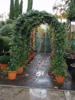 Klimop In Boogvorm (Hedera Hibernica) -Directplant Winkel 20101215125056 1 1