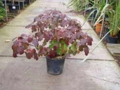 Eikenbladhortensia (Hydrangea Quercifolia) -Directplant Winkel 20101215152513 6