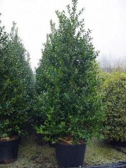 Gewone Hulst (Ilex Aquifolium) -Directplant Winkel 20101215152933 12