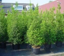 Hulst (Ilex Aquifolium 'Silver Queen') -Directplant Winkel 20101215153306 11 2