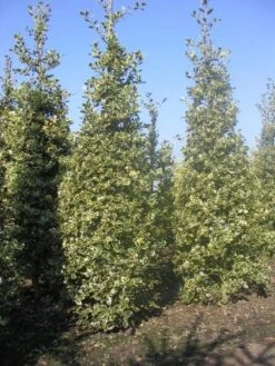 Hulst (Ilex Aquifolium 'Argentea Marginata') 13 Hulst (Ilex Aquifolium 'Argentea Marginata') -Directplant Winkel 20101215153638 9