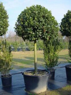 Hulst Op Stam (Ilex Aquifolium) -Directplant Winkel 20101215154116 2 1