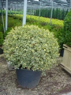 Bonte Hulst In Bolvorm (Ilex Aquifolium 'Argentea Marginata') -Directplant Winkel 20101215154629 5 2