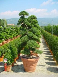 Japanse Hulst Als Bonsai (Ilex Crenata) -Directplant Winkel 20101215155420 10 1