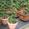 Japanse Hulst Als Bonsai (Ilex Crenata) -Directplant Winkel 20101215155435 10