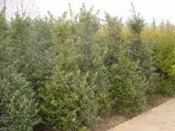 Blauwe Hulst (Ilex Meserveae 'Blue Prince') -Directplant Winkel 20101215164749 10