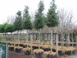 Hulst Als Boom (Ilex 'Nellie R. Stevens') -Directplant Winkel 20101215170614 8 1