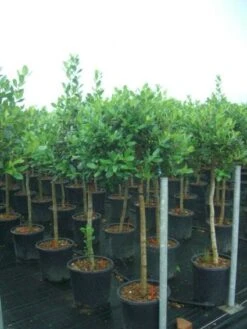 Hulst Op Stam (Ilex 'Nellie R Stevens') -Directplant Winkel 20101215170902 1