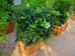 Hulst, Meeneemhaag (Ilex 'Nellie R Stevens') -Directplant Winkel 20101215171127 1 2