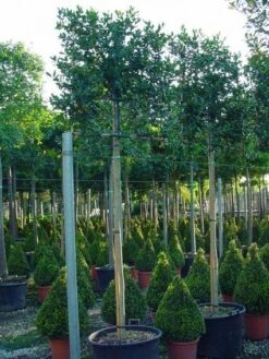 Amerikaanse Hulst Als Leiboom (Ilex 'Nellie R. Stevens') -Directplant Winkel 20101215171823 2