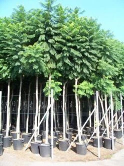 Jacaranda (Jacaranda Mimosifolia) -Directplant Winkel 20101216113918 6